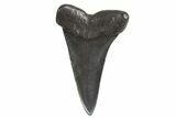 Fossil Broad-Toothed Mako Tooth - South Carolina #340977-1